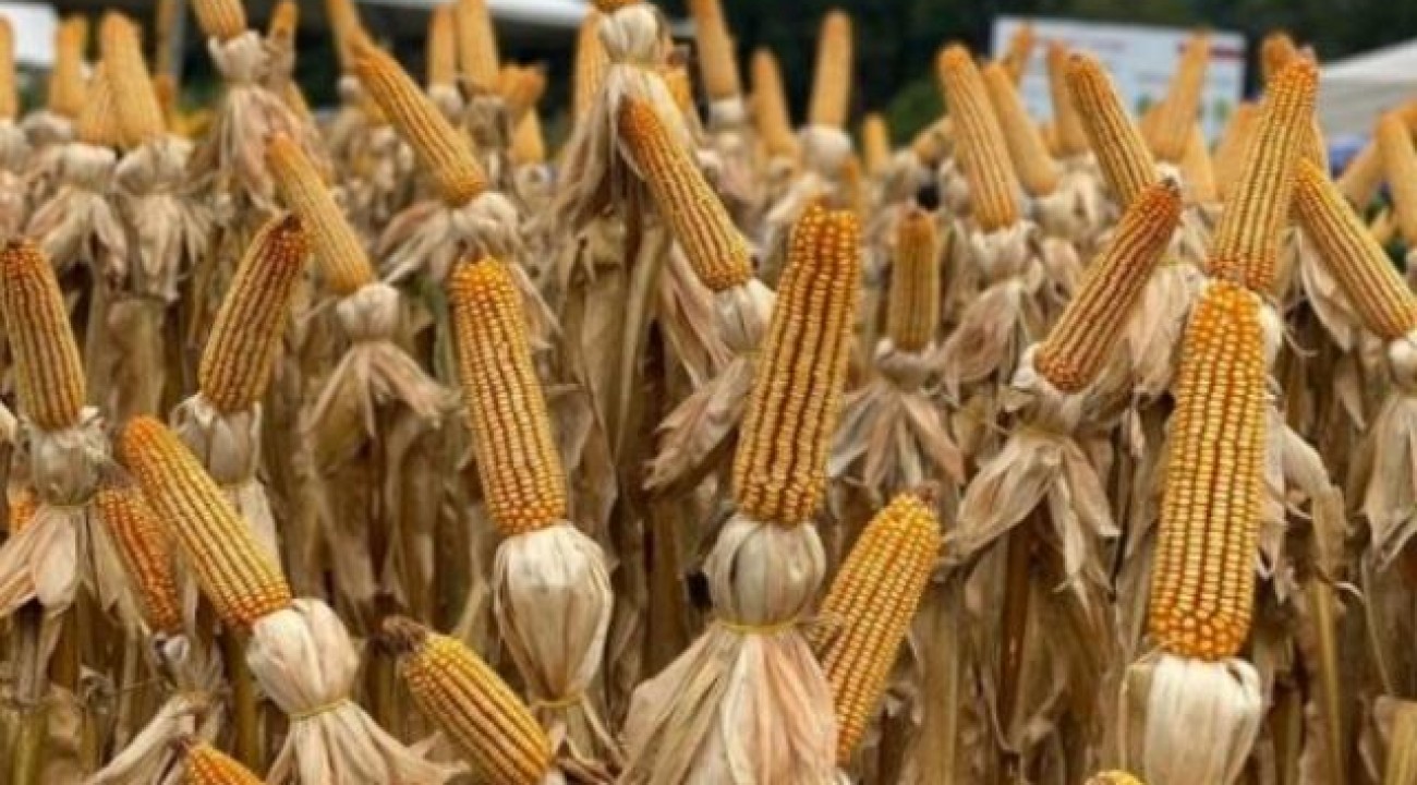 Santa Catarina inicia distribuição de sementes de milho do Programa Terra Boa.