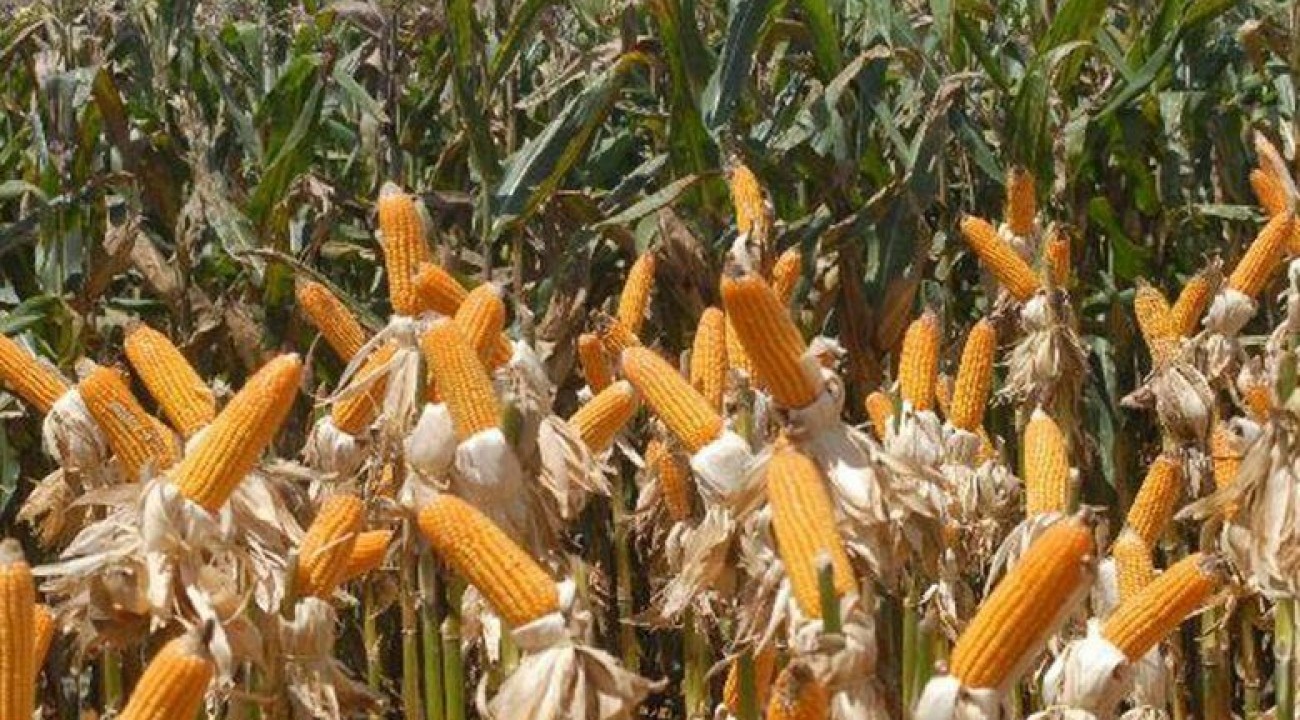 Seca afeta colheita de soja e milho e indenizações devem chegar a R$ 1,9 bi no RS.