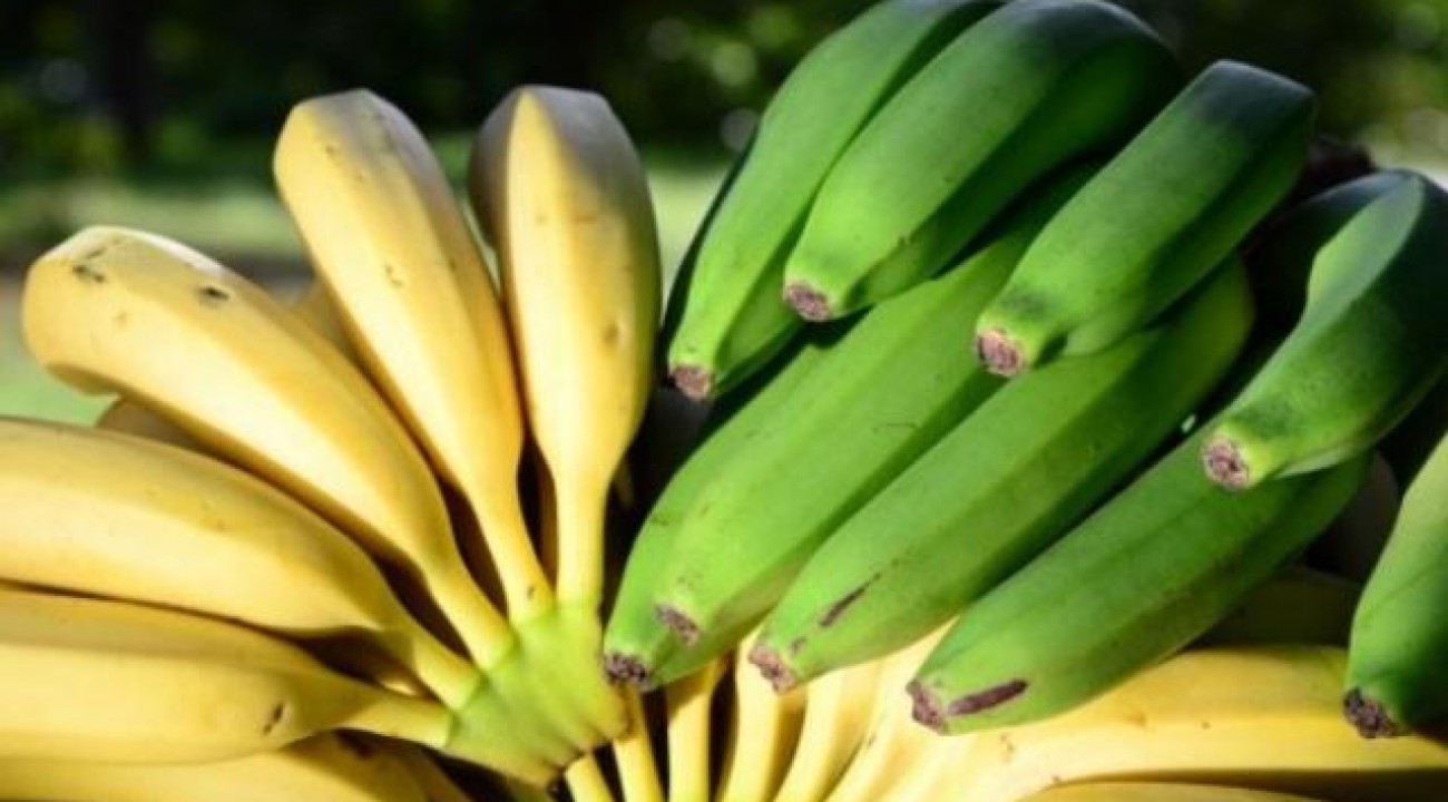 Frutas tropicais geram lucro em microclimas no Oeste Catarinense.