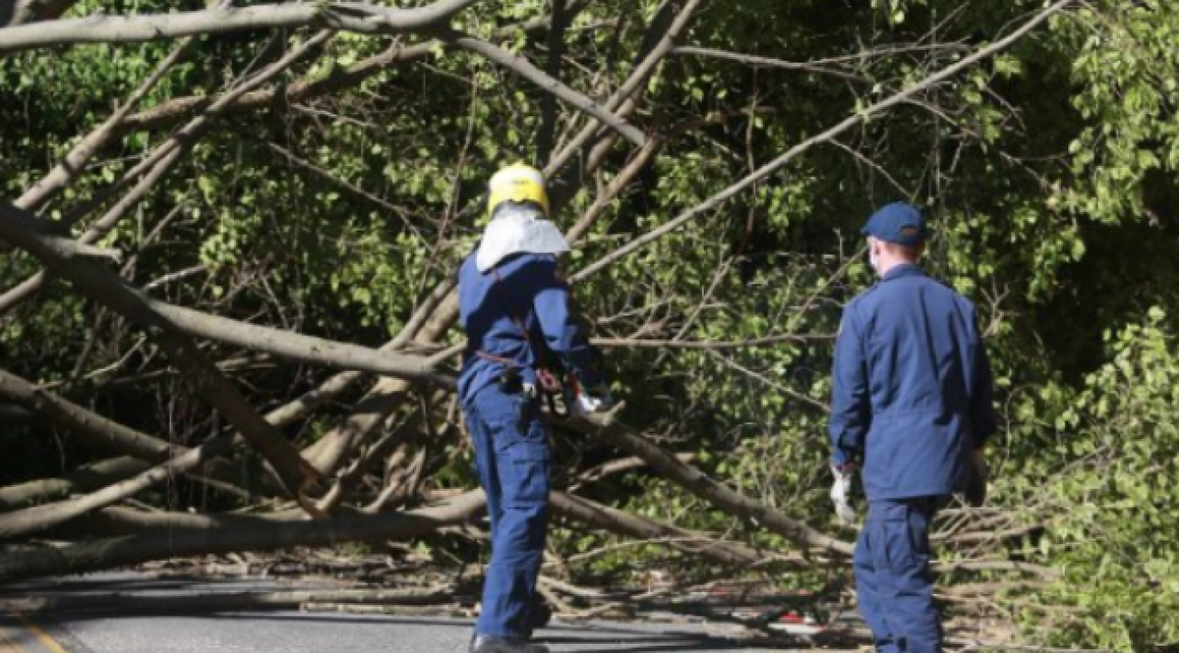 Madeira de árvores derrubadas pelo ciclone podem ser usadas no reparo dos danos.