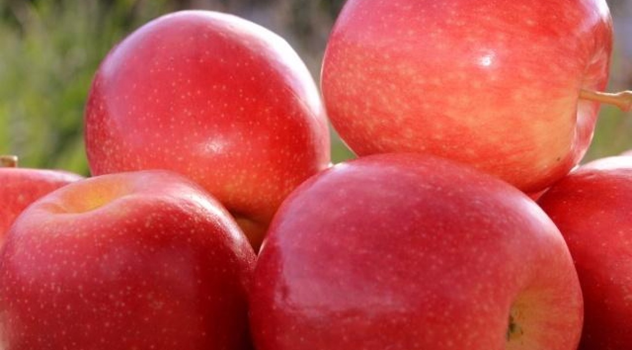 Preço da maçã e exportação de suínos em alta, aponta Boletim da Epagri/Cepa.