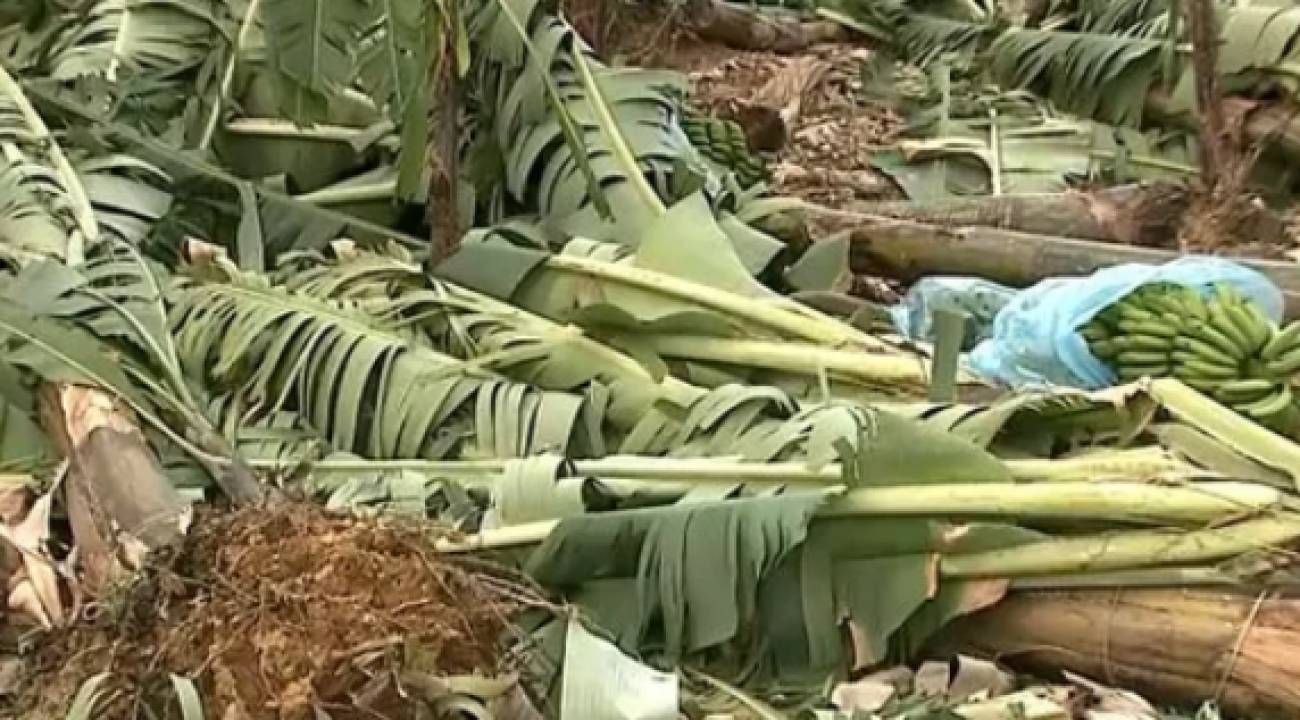 Produtores estimam perdas de até 90% na produção de bananas após ciclone.