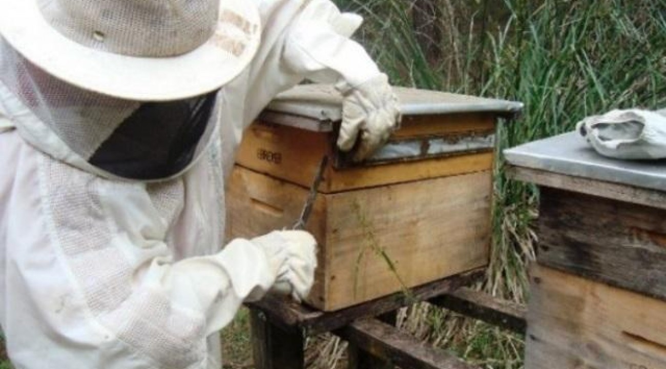Safra catarinense de mel 2019/20 chega a 7,5 mil toneladas e supera anos anteriores.