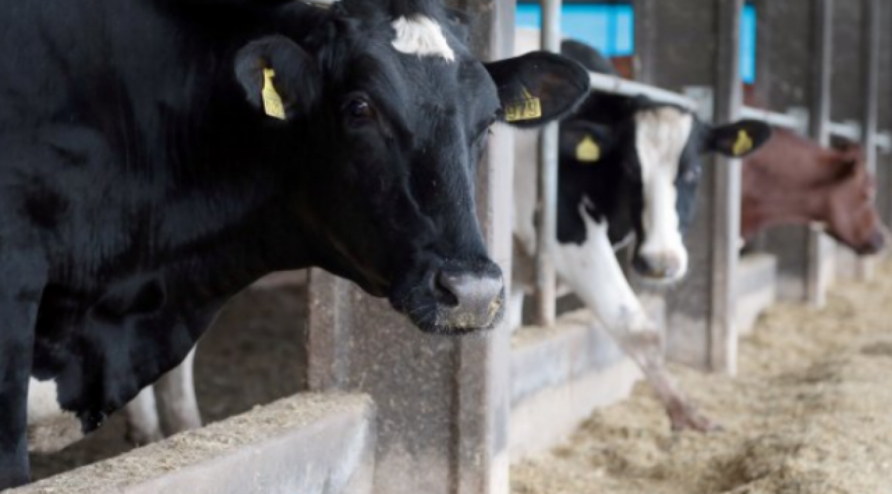 Santa Catarina mantém proibição de entrada de bovinos vindos de outros estados.