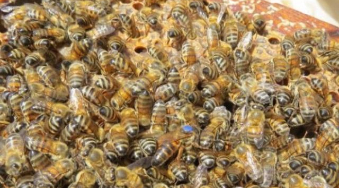 Tecnologia da Epagri para substituir abelhas rainhas pode aumentar produção de mel.
