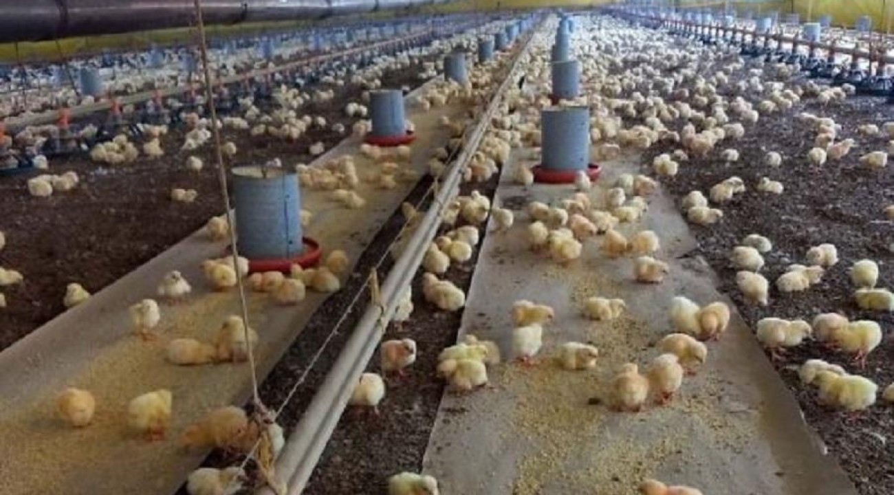 Em meio à pandemia, produtores aproveitam bom momento da avicultura e planejam novos investimentos.