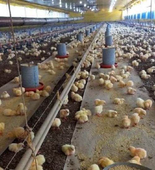 Em meio à pandemia, produtores aproveitam bom momento da avicultura e planejam novos investimentos.