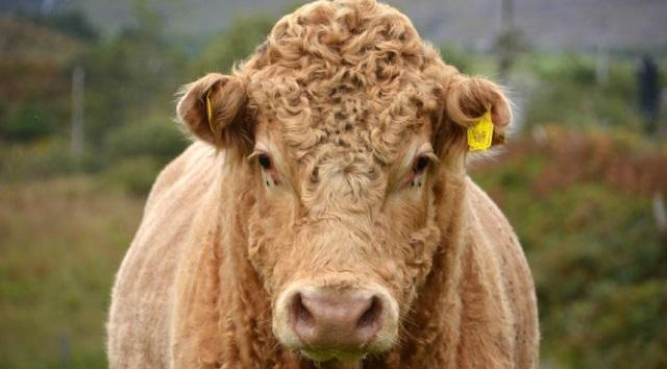 Justiça condena dono de touro que invadiu propriedade e fecundou as vacas do vizinho.