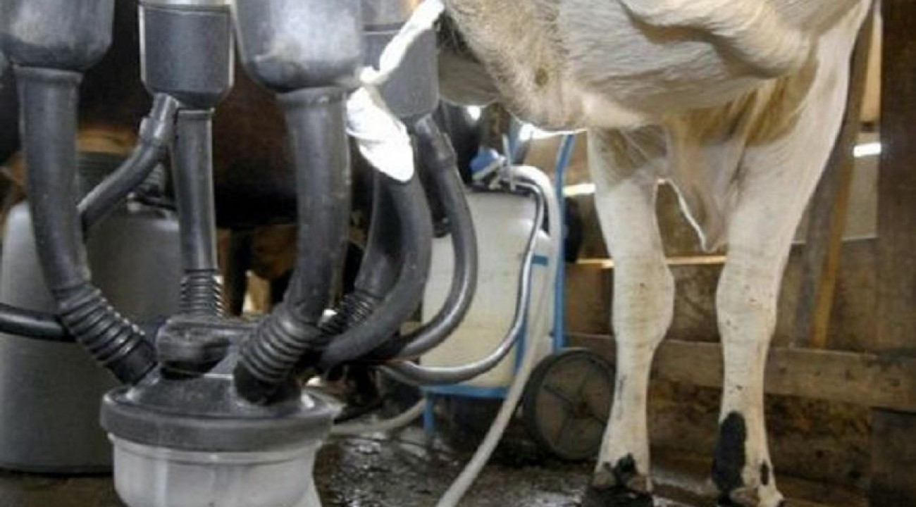 Preço médio do leite sobe mais de 16% e atinge valor recorde para o mês de julho.
