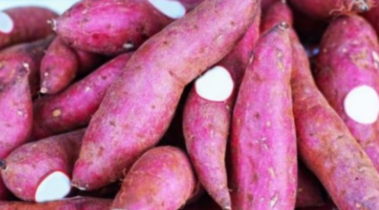 Batata-doce servirá como matéria-prima para produzir etanol
