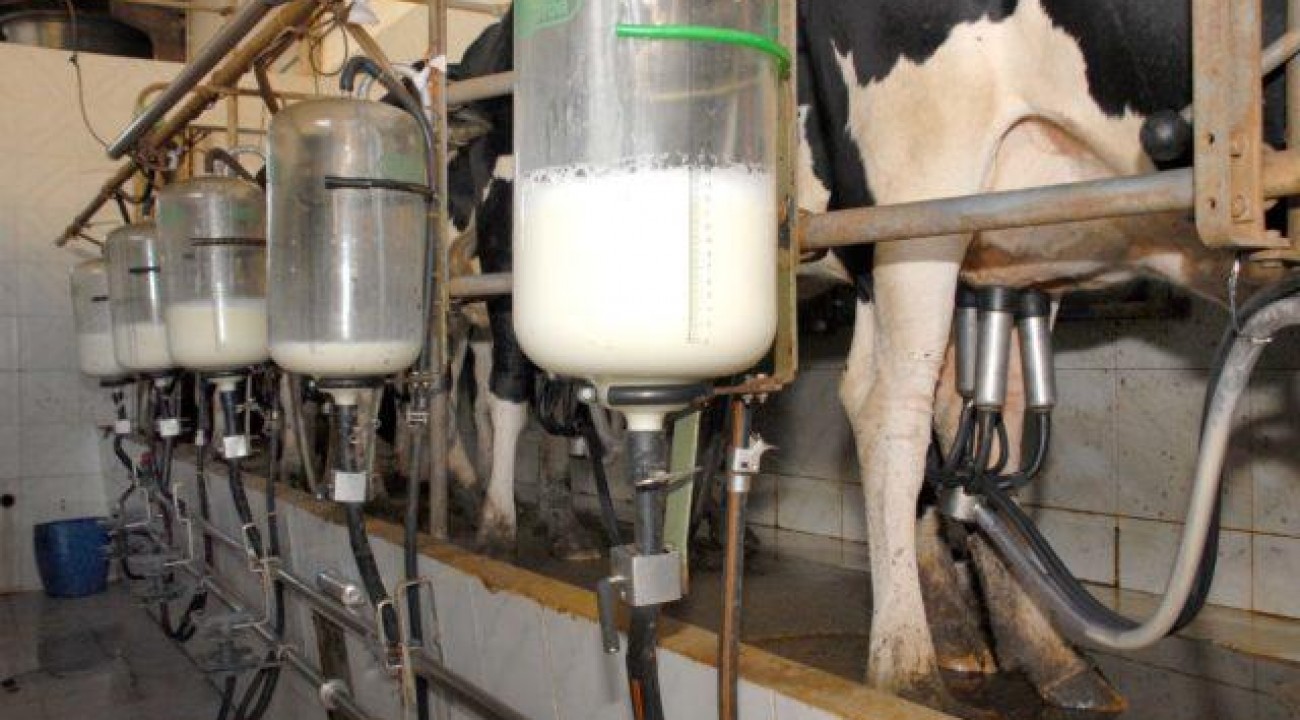 Cepea: preço do leite ao produtor bate novo recorde e chega a R$2,13