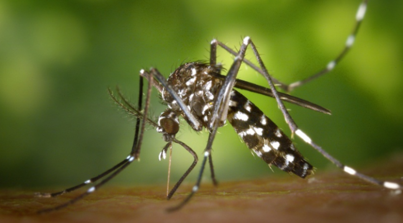Lei de SC prevê multa e outras punições a quem não cumprir medidas contra dengue