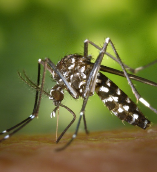 Lei de SC prevê multa e outras punições a quem não cumprir medidas contra dengue
