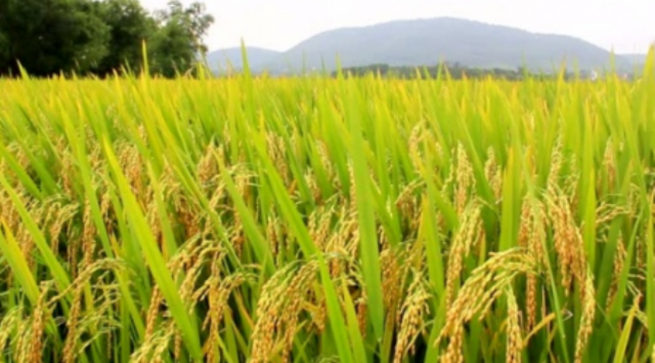 Ministra da Agricultura diz que nova safra pode reduzir preço do arroz