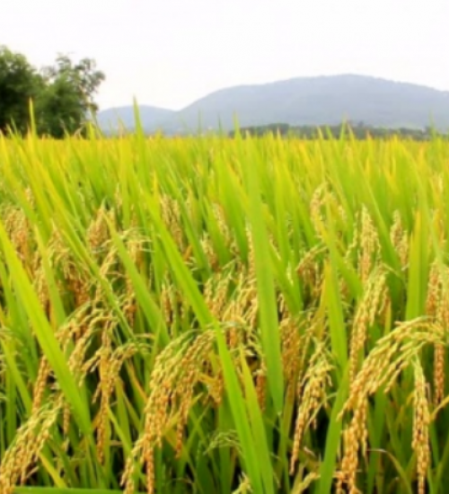 Ministra da Agricultura diz que nova safra pode reduzir preço do arroz