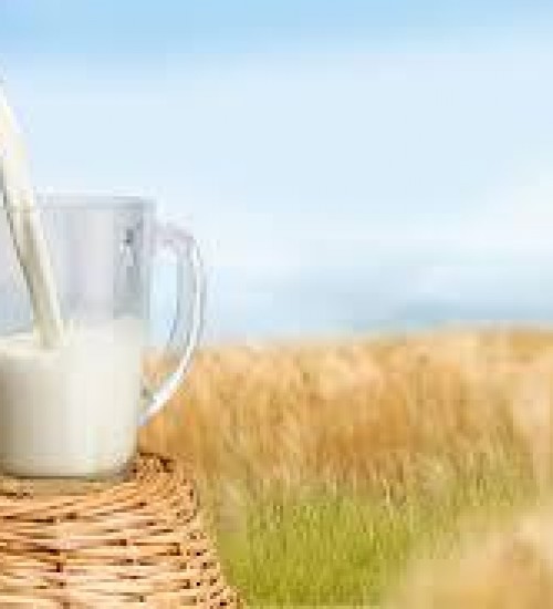 Preço do leite registra alta de 55% no ano e vai continuar subindo’