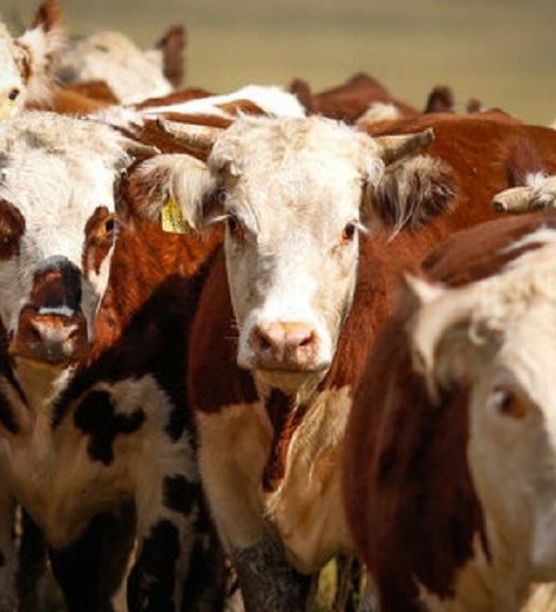 IBGE: abate de bovinos cai 10,8%, e o de suínos cresce 7% no terceiro trimestre.