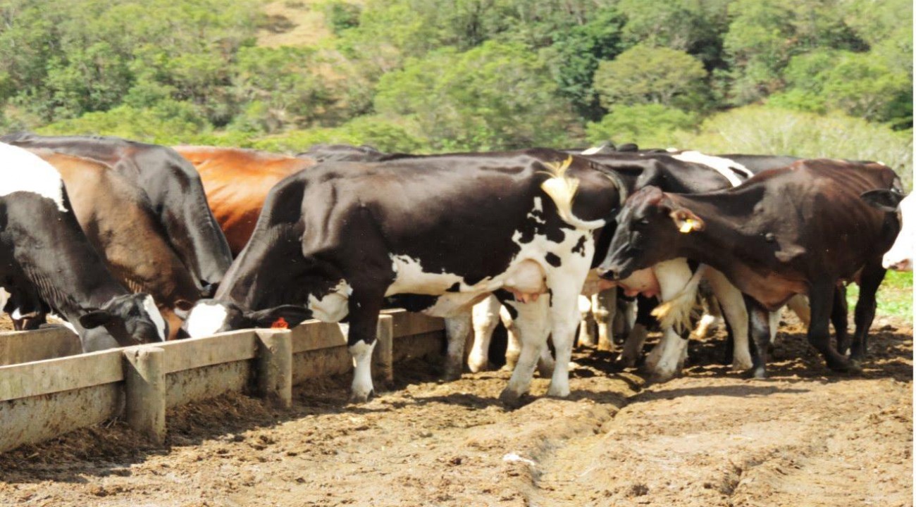 Seca e escassez de insumos afetam a produção de leite em SC