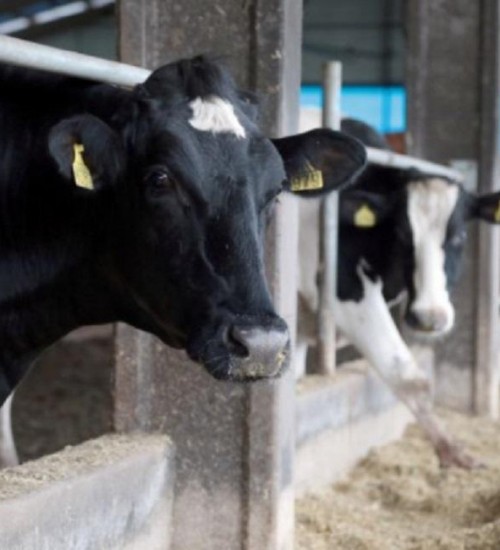 Governo do Estado investe R$ 10 milhões para apoiar bovinocultores.