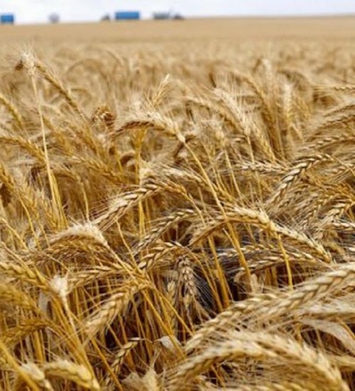 Importação de trigo pelo Brasil deve fechar dezembro com queda acentuada.