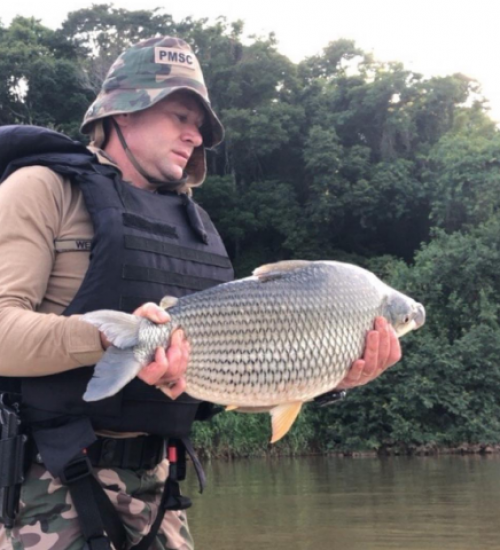 Polícia Ambiental apreende 320 metros de redes e devolve peixes ao Rio Uruguai.