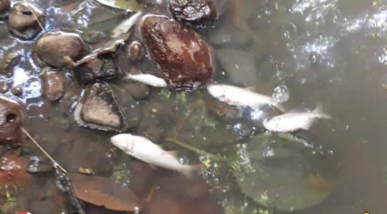 Polícia Ambiental constata poluição e mortandade de peixes em rio no interior de Itapiranga.