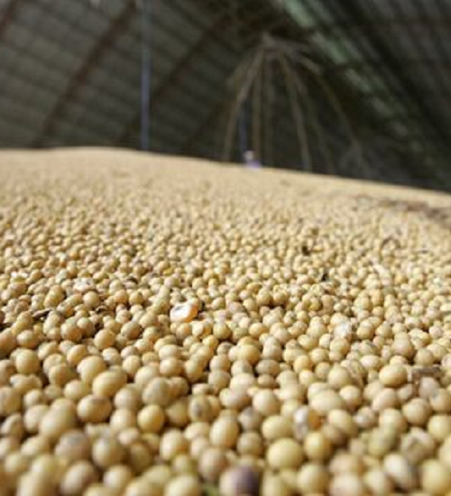 Pesquisa do IBGE aponta novo recorde na produção de grãos em 2021.