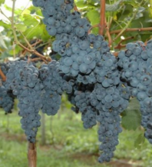 Safra de uva está com frutos de boa qualidade e colheita antecipada em SC.