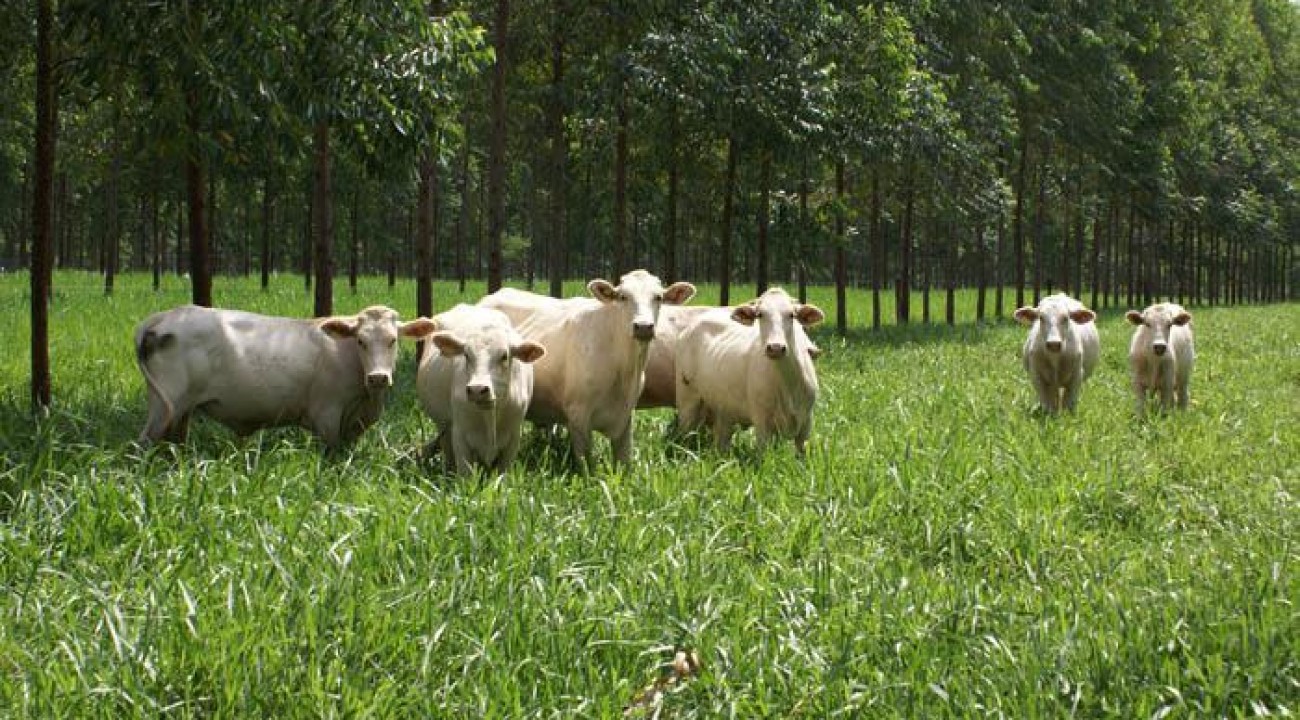 Santa Catarina quer ampliar produção pecuária no estado.