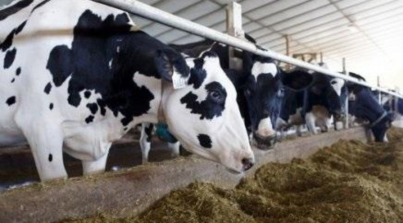 Sem acordo entre as indústrias, preço do leite sofre mais uma baixa.