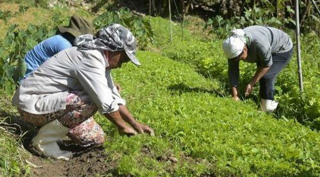 Embrapa lança guias para orientar produtores rurais a identificar pragas em lavouras de hortaliças.