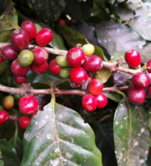 Pesquisa revela potencial catarinense para produzir café especial.