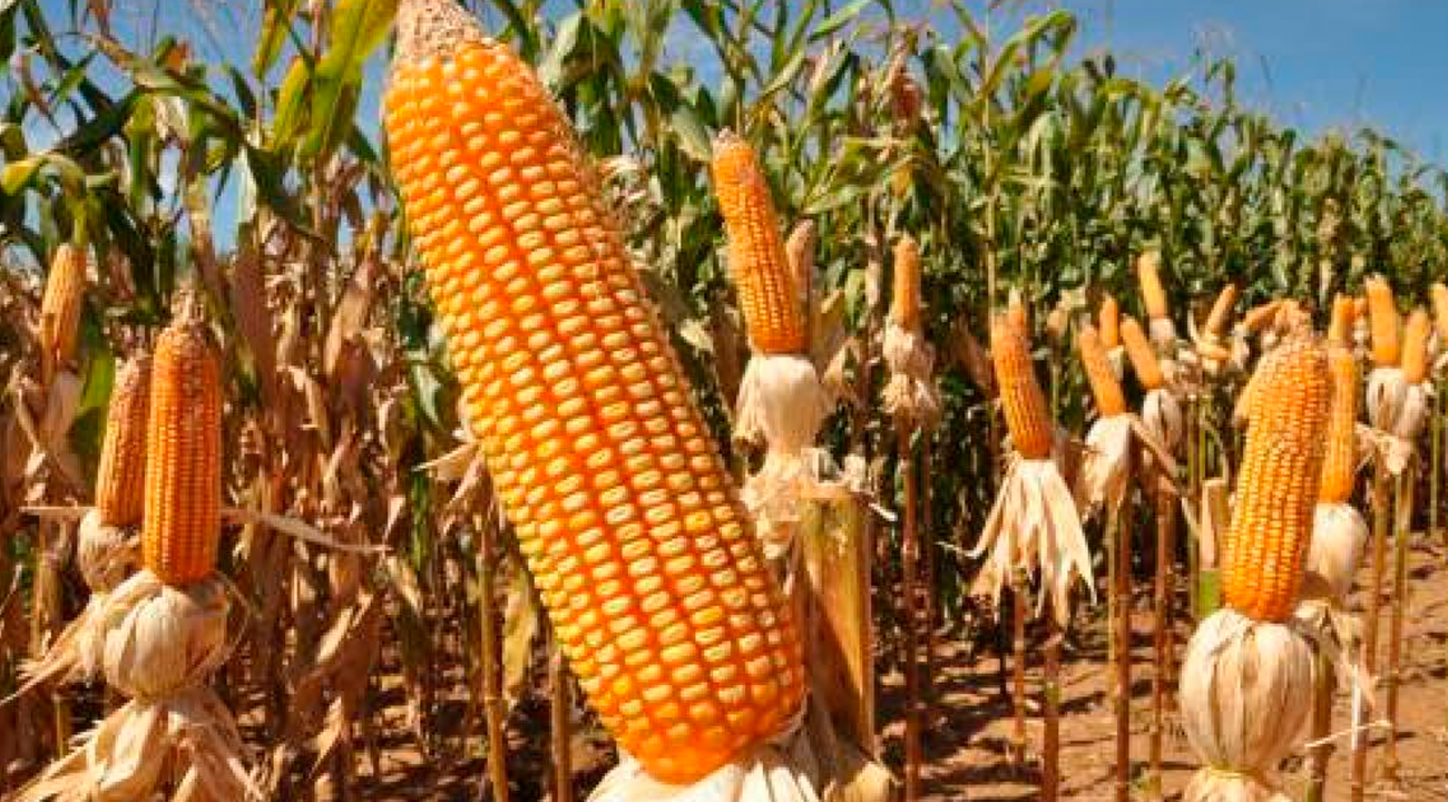 Estado busca apoio do Ministério da Agricultura para aumentar disponibilidade de milho em SC.