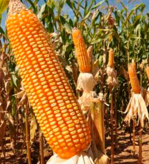 Estado busca apoio do Ministério da Agricultura para aumentar disponibilidade de milho em SC.