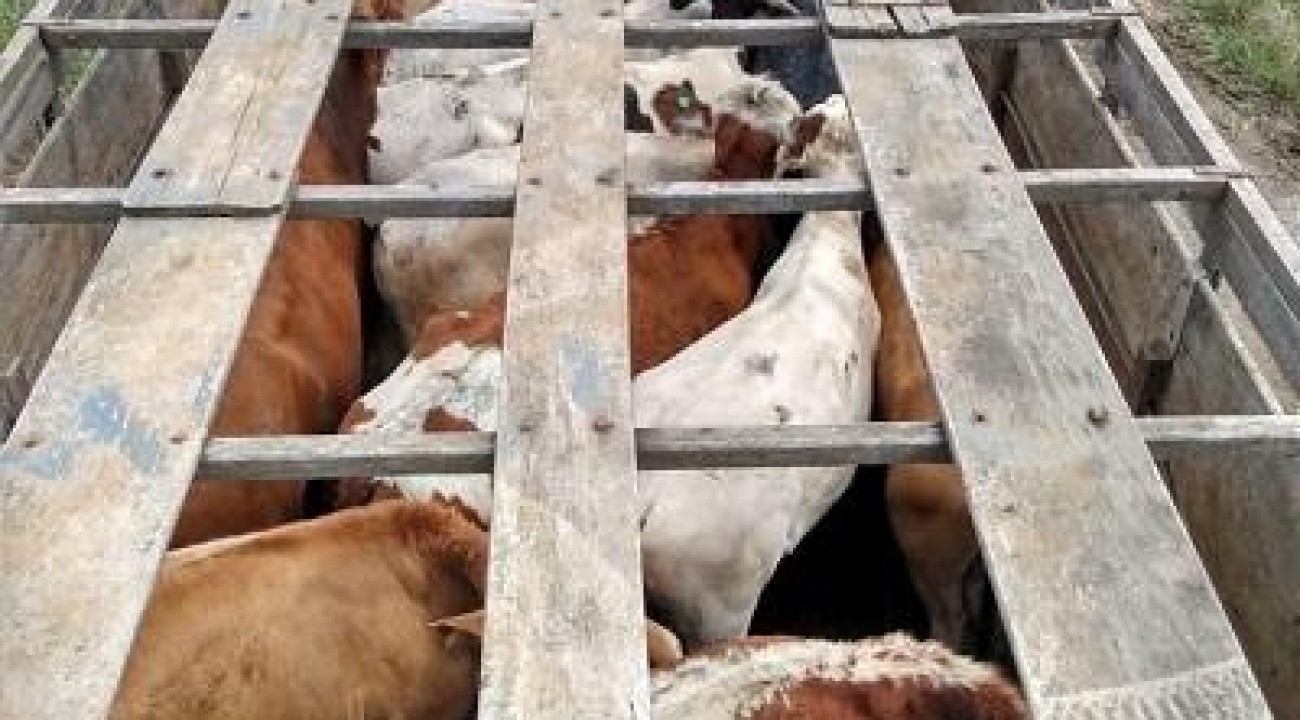 Furto de gado aumenta e preocupa pecuaristas em SC.