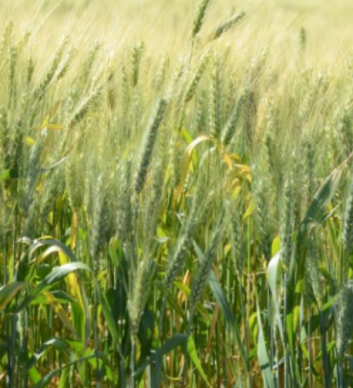 Santa Catarina amplia em 15% a área plantada de trigo.