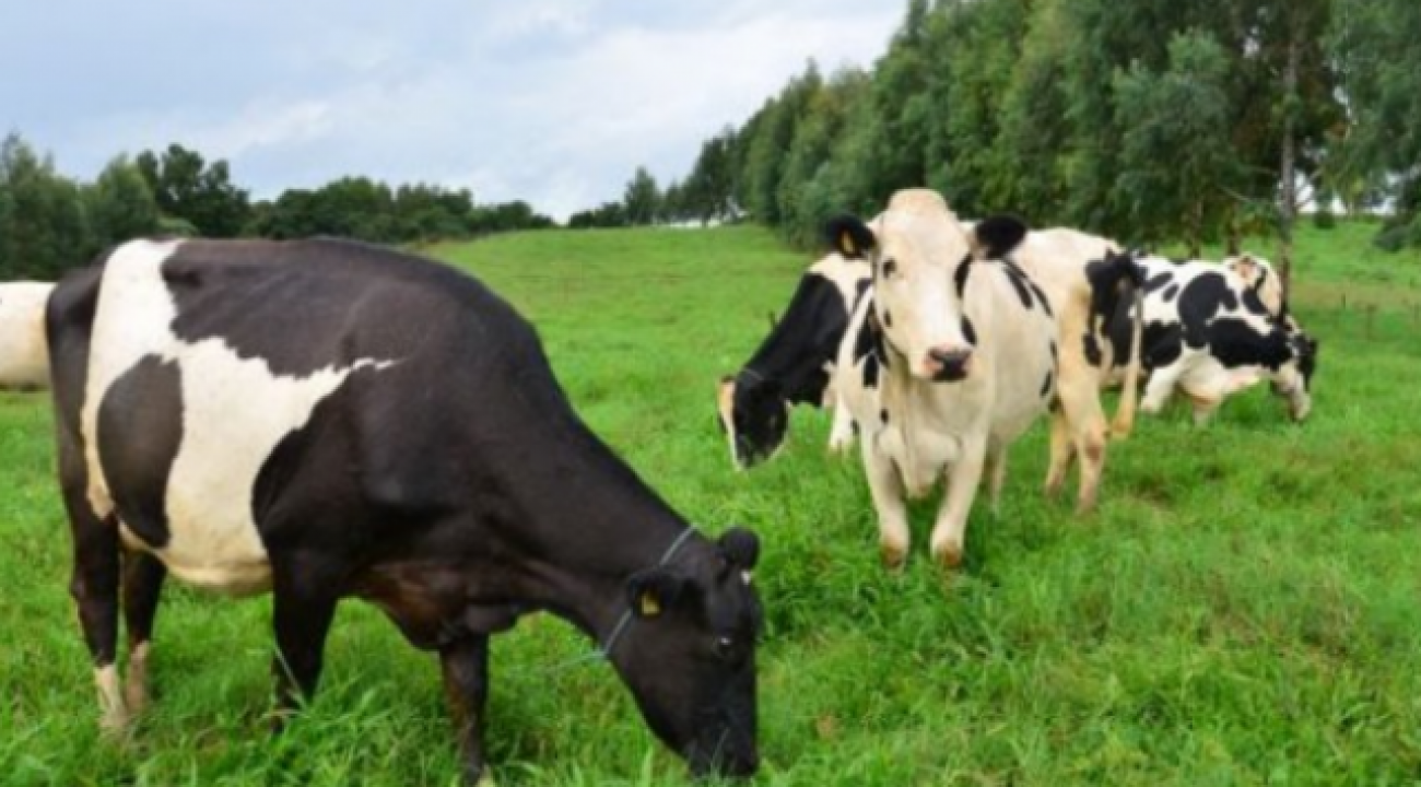 Santa Catarina investe R$ 7,2 milhões para incentivar a produção de leite e carne à base de pasto.
