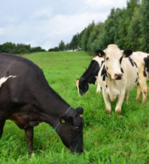 Santa Catarina investe R$ 7,2 milhões para incentivar a produção de leite e carne à base de pasto.