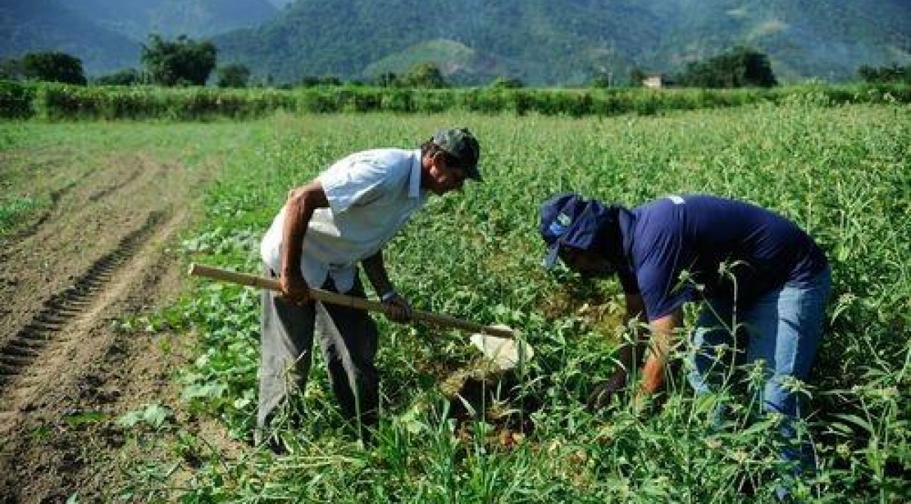Agricultores familiares receberão benefício do Garantia-Safra.