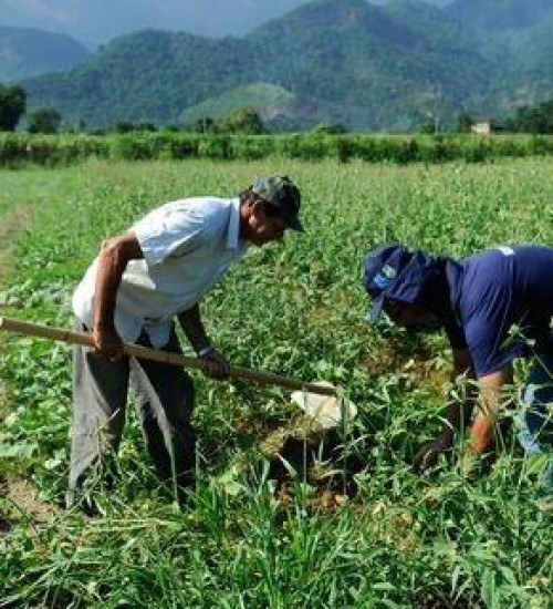Agricultores familiares receberão benefício do Garantia-Safra.