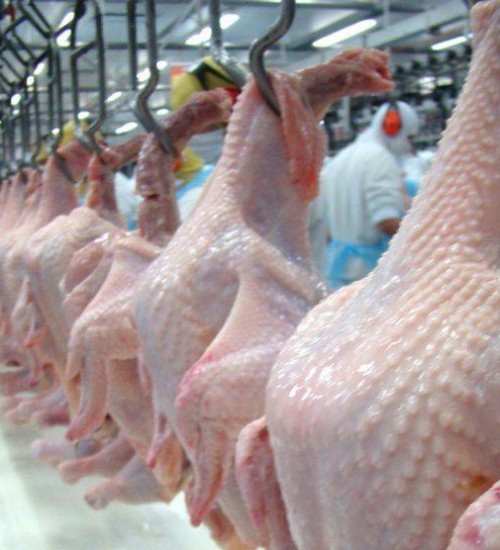 Arábia Saudita suspende compra de frango de 11 frigoríficos do Brasil.