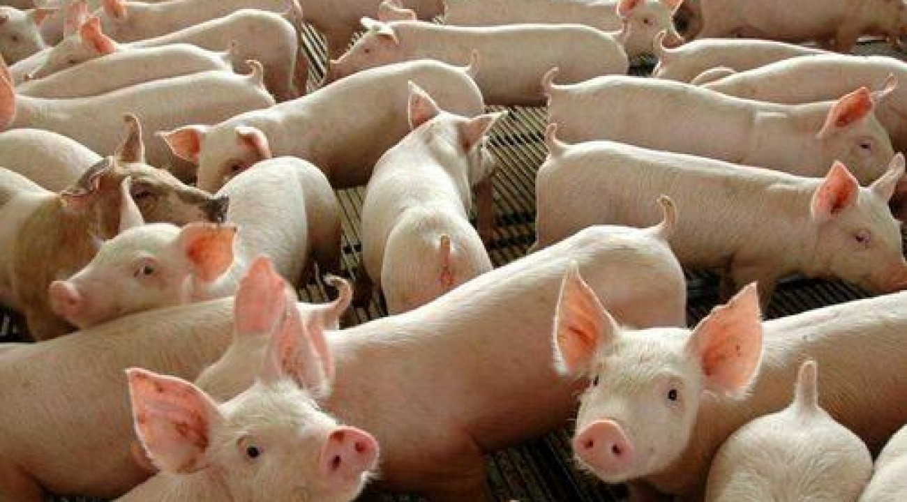 Brasil exporta 351,8 mil toneladas de carne suína no primeiro quadrimestre de 2021.
