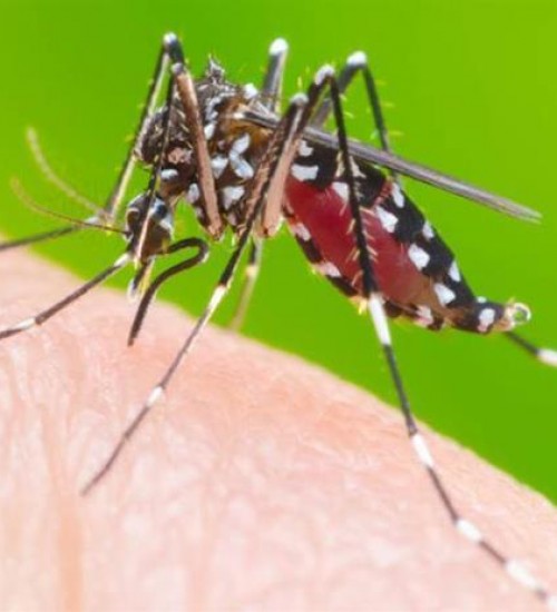 Santa Catarina confirma primeiro óbito por dengue de 2021.