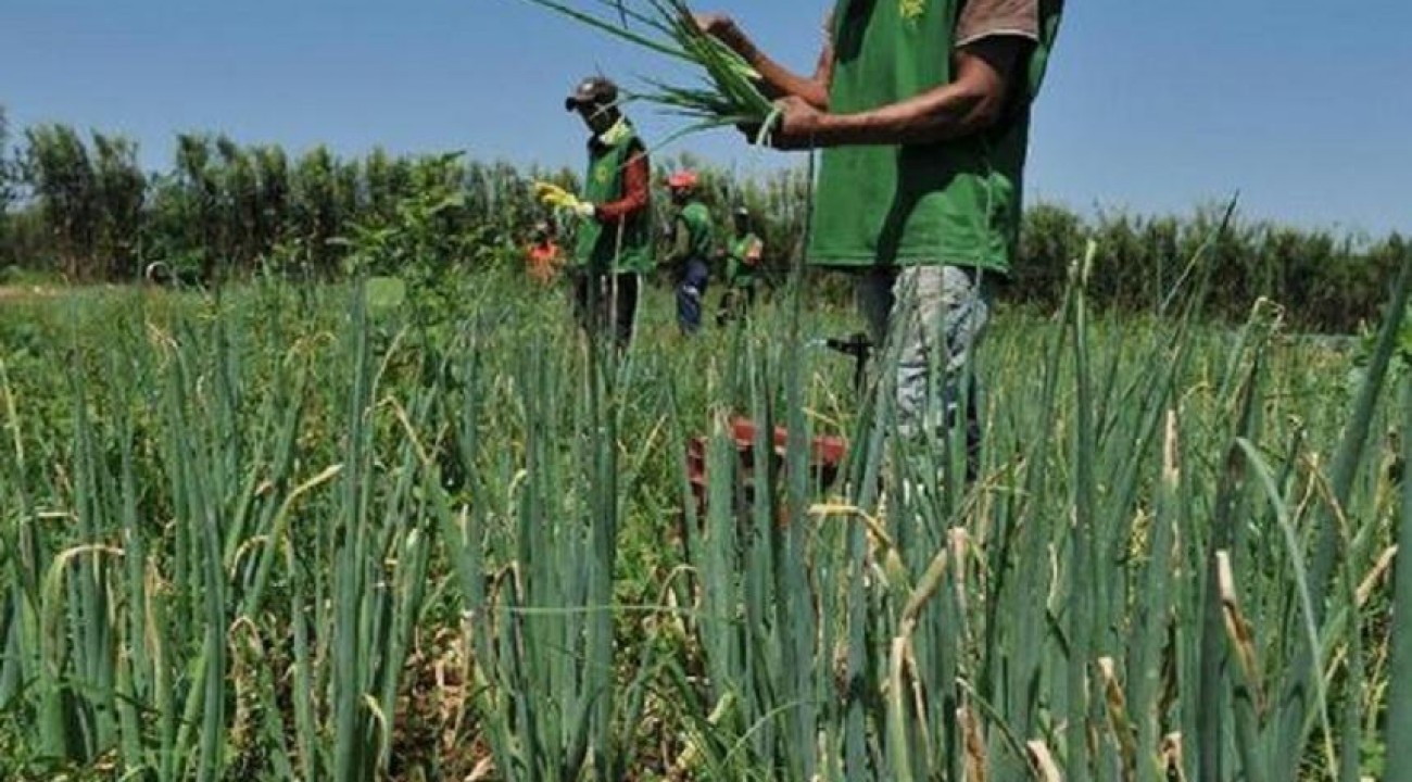 Garantia-Safra autoriza pagamento para mais de 380 mil agricultores.
