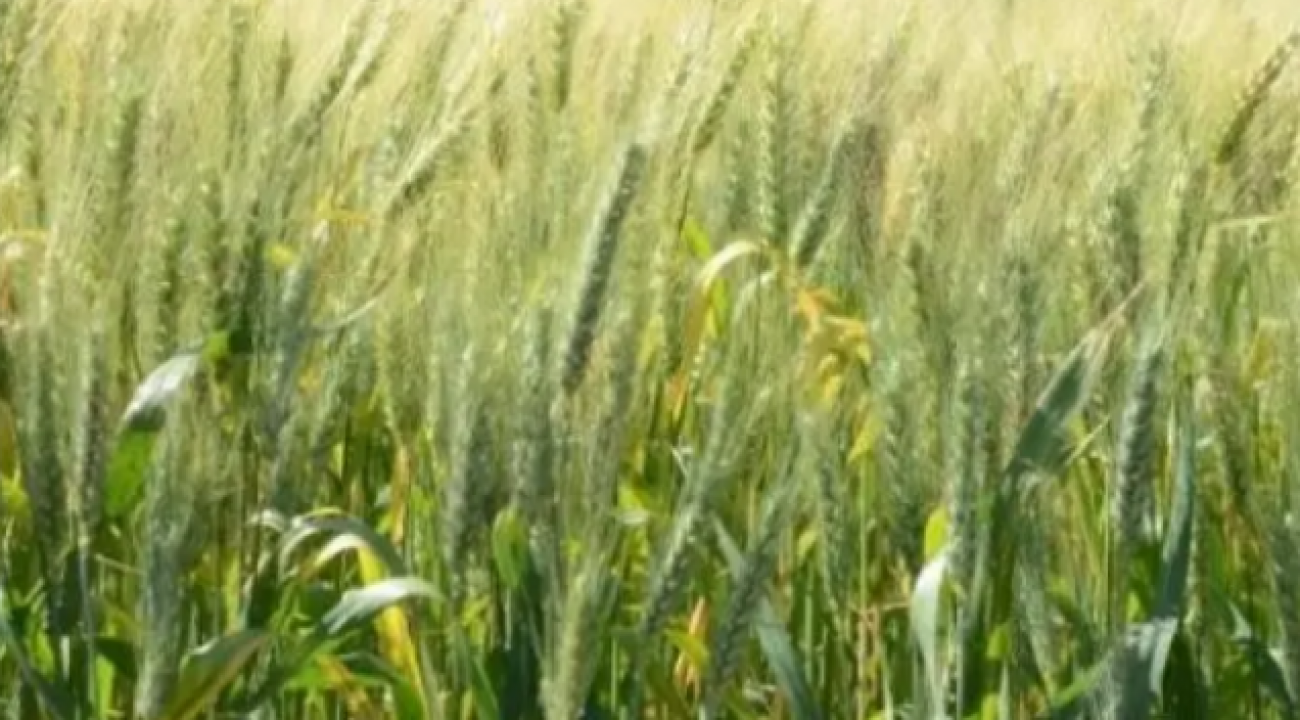 Produção de trigo em SC deve crescer 55%, maior alta entre os cultivos de inverno.