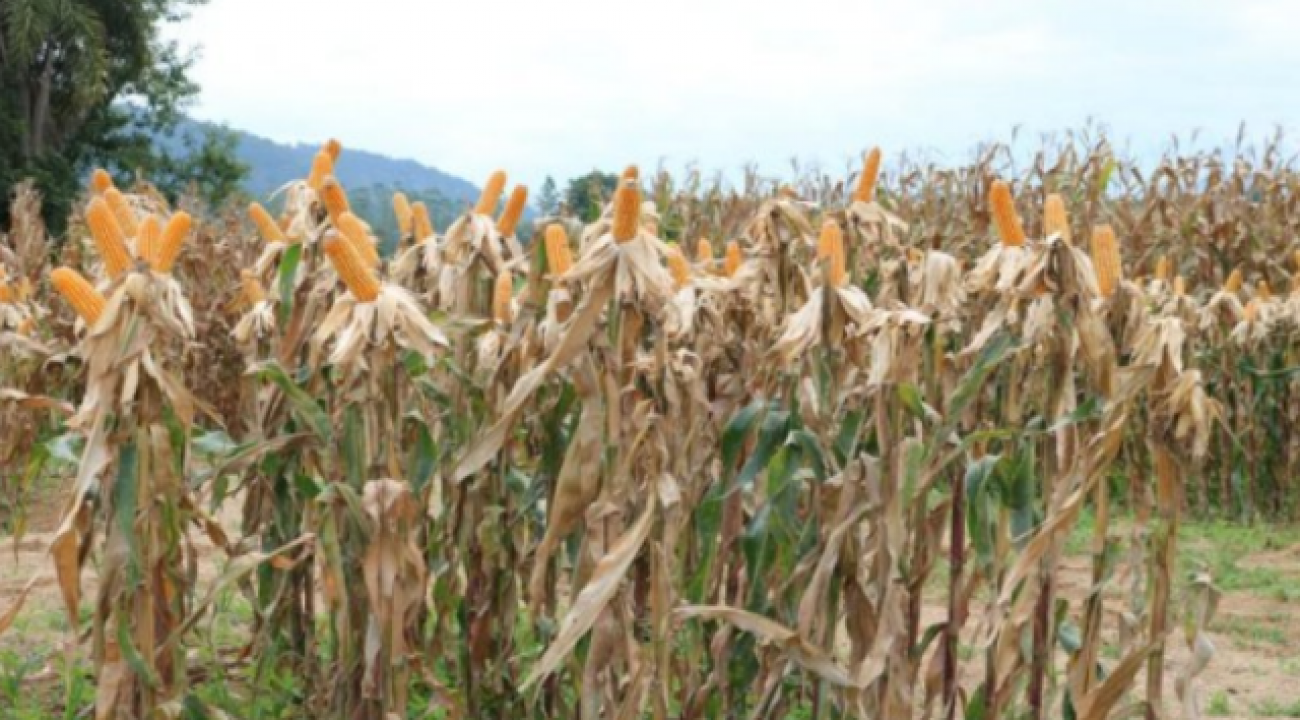 Secretaria da Agricultura inicia distribuição de 200 mil sacas de sementes de milho.