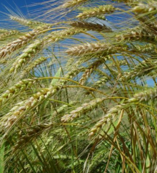 Safra de trigo em SC deve atingir 290 mil toneladas na próxima colheita