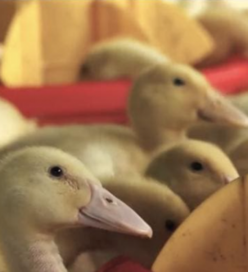 Brasil lança marca para exportação de carne de pato, segmento liderado por SC.