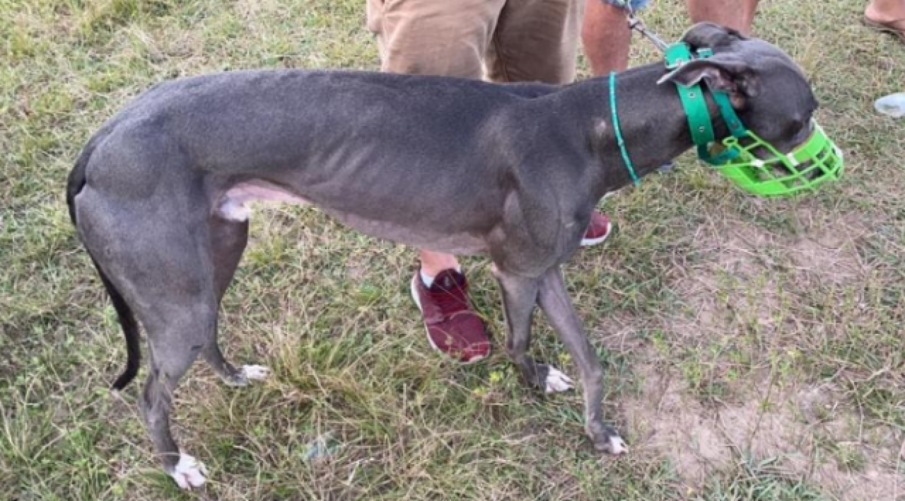 Proibição de corrida de cães é rejeitada pela Assembleia Legislativa de SC.