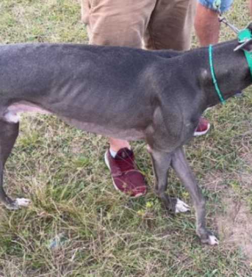 Proibição de corrida de cães é rejeitada pela Assembleia Legislativa de SC.